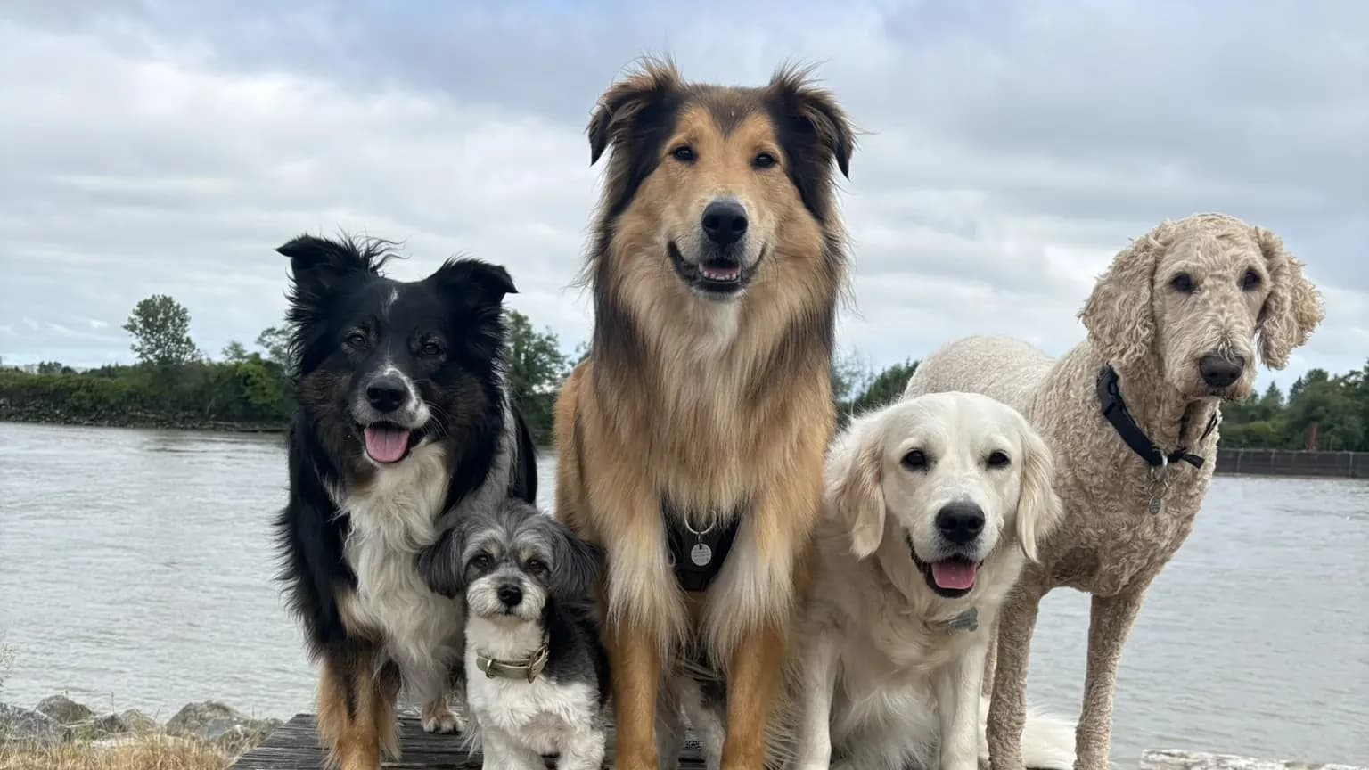 Six dogs sitting together by the river in Vancouver