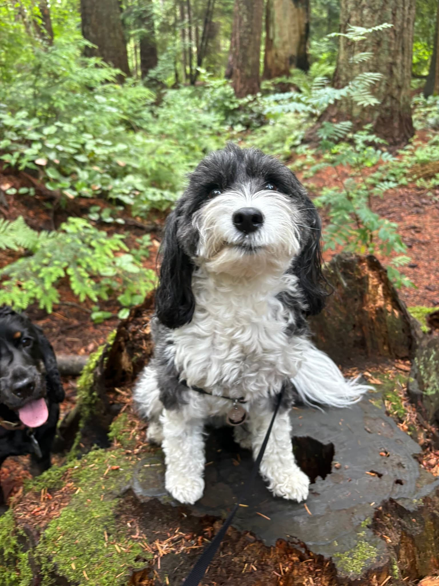 Five happy dogs together on a woodland adventure