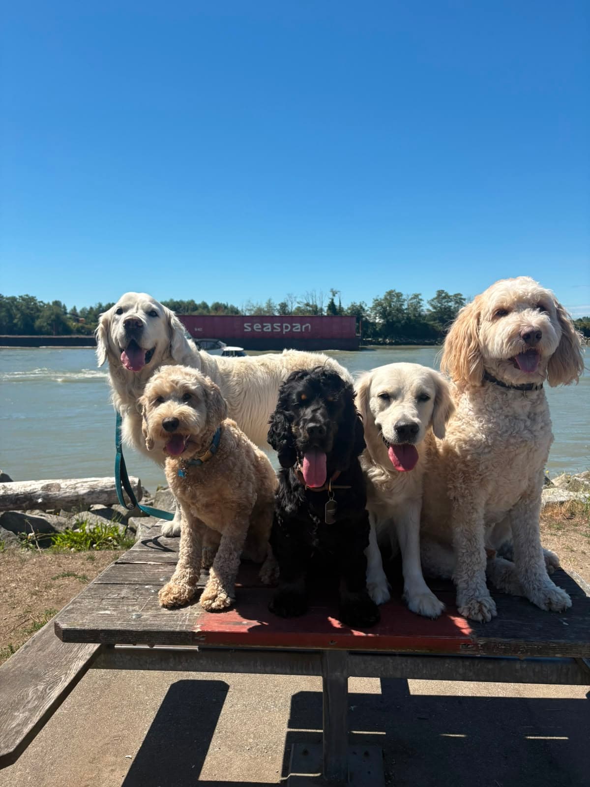 Dogs enjoying Fraser River Park