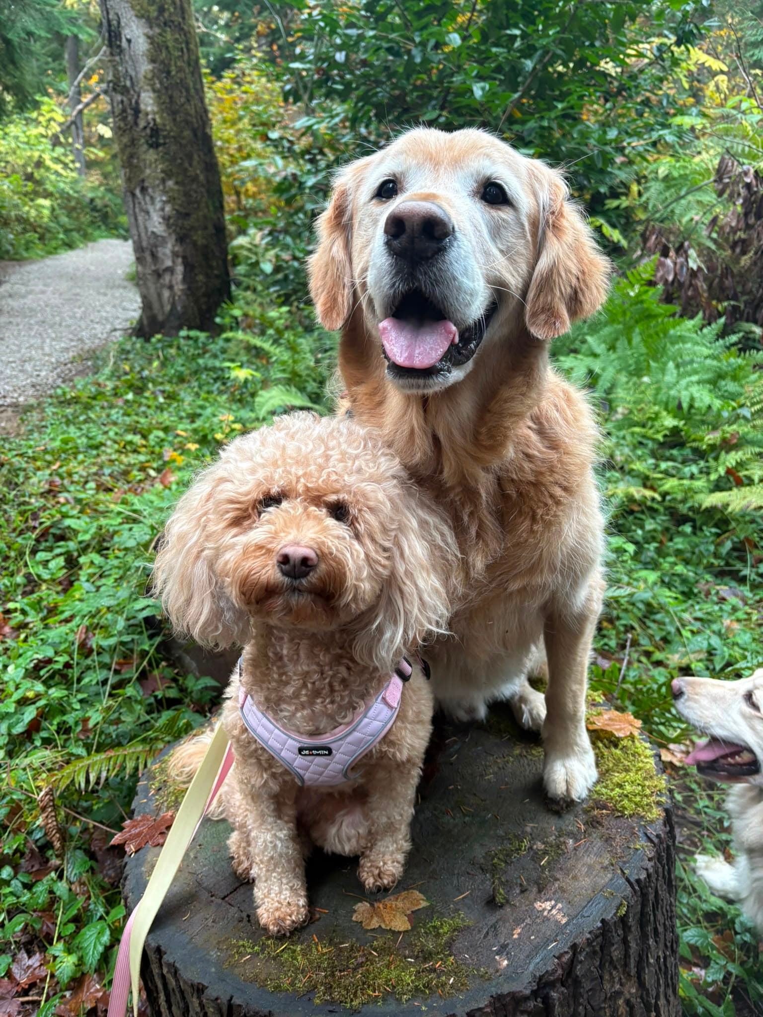 Dogs enjoying Jericho Beach Park