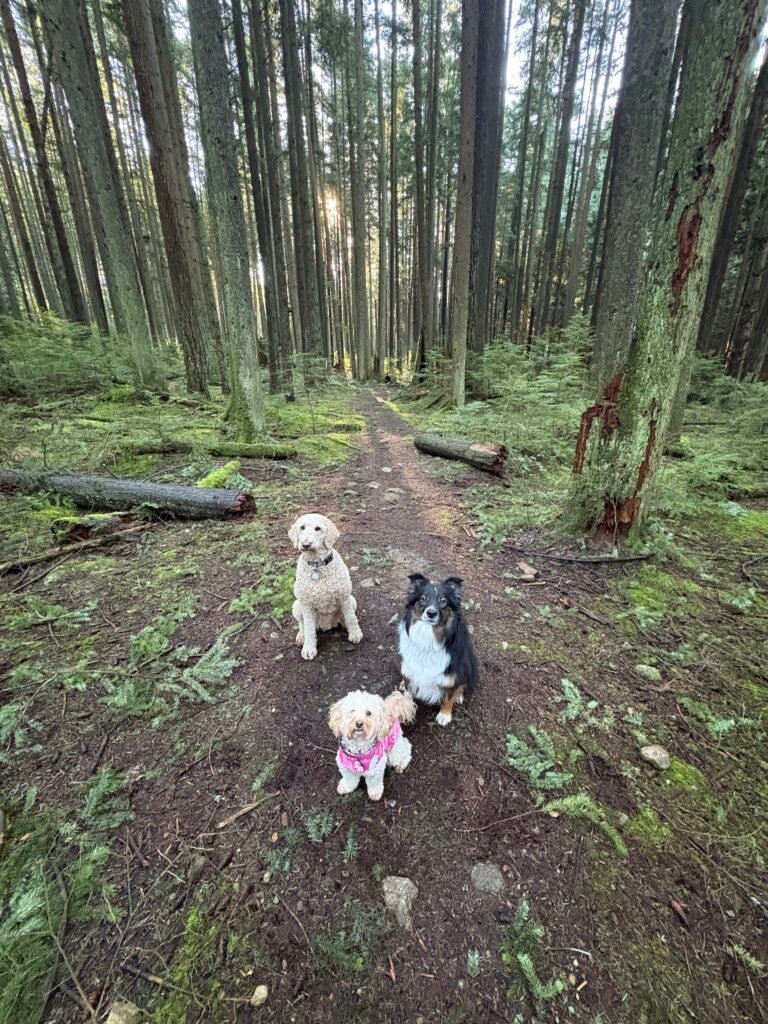 Forest trail walk at Pacific Spirit Regional Park