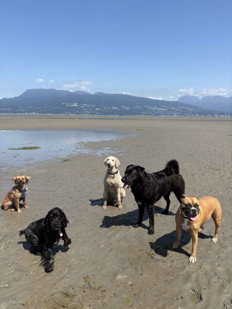 Dogs playing on Spanish Bank Beach.