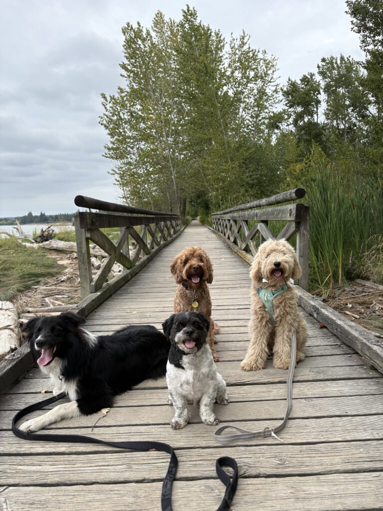 Dogs at Fraser River Park