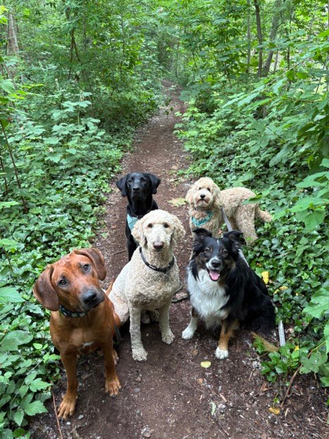 Dogs At Jericho Beach Park