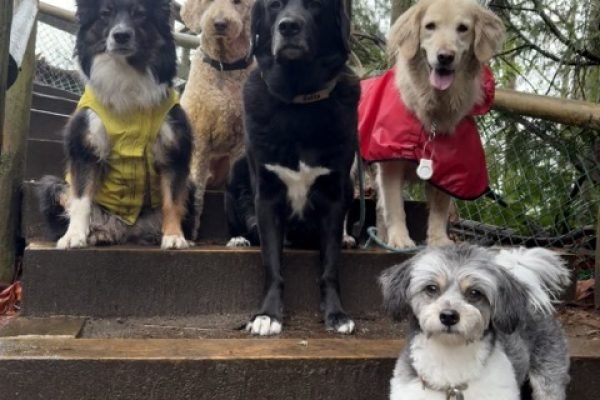 Dogs At Pacific Spirit Regional Park